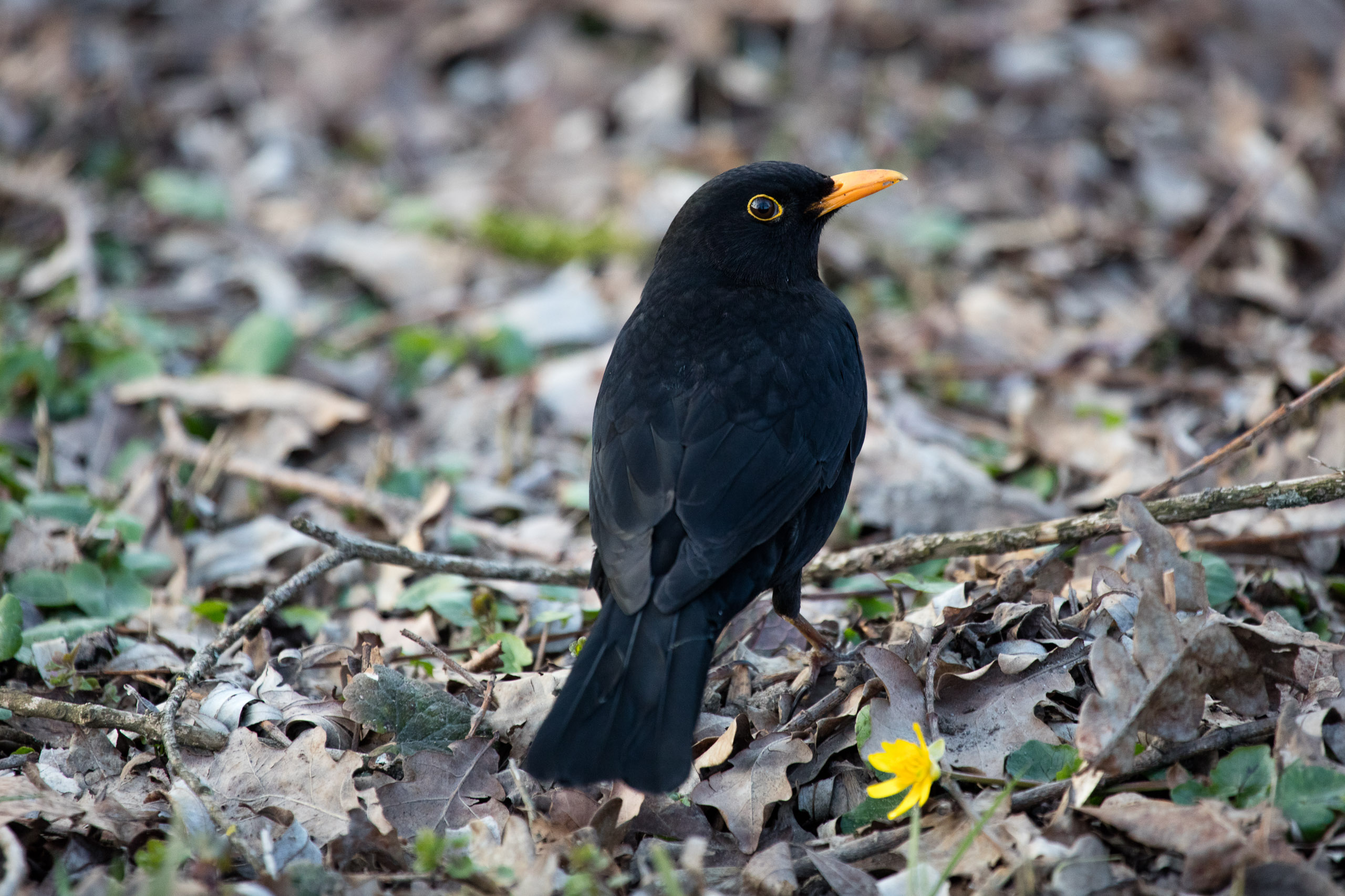 20160319173348 DP017811